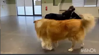 Watch This Mangy Dog Turn Into A GoldenRetriever The Dodo