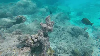 Snorkeling in Maldives | Cinnamon Dhonveli Resort