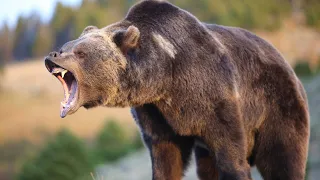 Grizzly Bears: 10 Interesting Facts