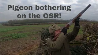 Pigeon bothering on the OSR!  15 01 22