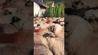 oile fratilor singeorzan coboara de la munte 2021