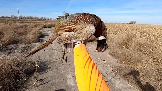 South Dakota Pheasant Hunting - KOL145 #shotkam