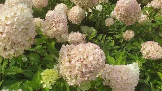 Hortenzija šluotelinė (Hydrangea paniculata) ‘Polar Bear’