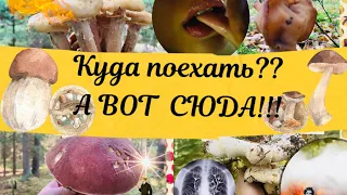 Куда поехать за грибами??? в ЛЕНИНГРАДСКОЙ ОБЛАСТИ!!