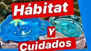 Cuidados Básicos TORTUGA DE AGUA 🐢 pavo real, 🐢 japonesa, orejas rojas.... bichos y monstruitos 🐢