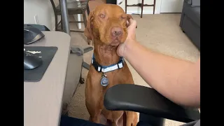 Working from home with a Vizsla