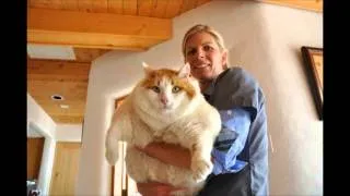 Largest Biggest Heaviest Cats in the World