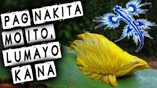 PART 1 - 10 KAKAIBANG HAYOP SA MUNDO | AweRepublic