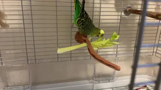 Talking parakeet tells Alexa to play NPR; parakeets eat celery
