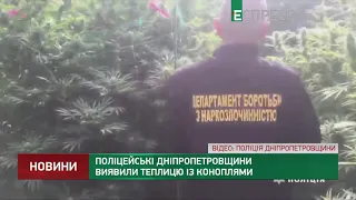 Поліцейські Дніпропетровщини виявили теплицю із коноплями