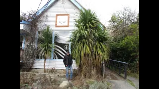 Cordyline australis are for milder winter climates