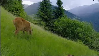 Magic of the Mountains   The Secrets of Nature clip37