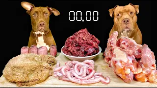 ASMR MUKBANG PITBULL EATING RAW FOODS