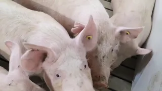 Pig Barn Tour