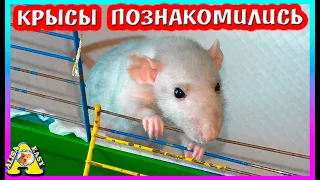 Случайное Знакомство Крыс Плюши и Ларисы / Alisa Easy Pets