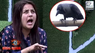 Bigg Boss 13 Preview: Shehnaaz Gill’s Funny Conversation With A ‘CROW’