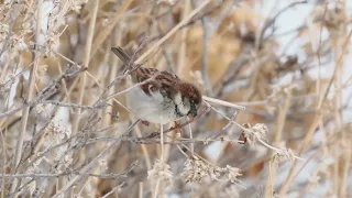 House Sparrow Reeds Landing