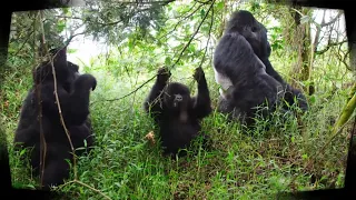 @VirungaNationalPark 🦍 LES GORILLES EN PÉRIL ⚠️