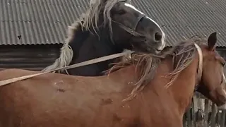 Projeto Misturando Cavalo Pônei Burro ।  Beautiful Horse mating