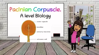 Pacinian Corpuscle for A level Biology - BioTeach