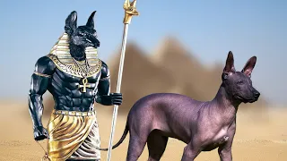 20 Most Ancient Dog Breeds on Planet Earth