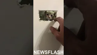 Kitten Trapped In Wall Pops Head Out After Firefighters Make Hole