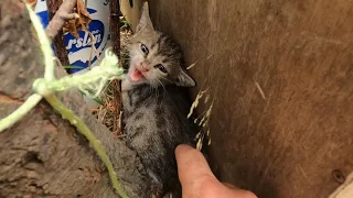 New little kitten hisses at me and every kitten - a spicy kitten 🌶