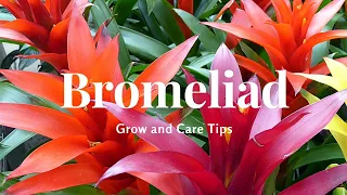 Bromeliad: Grow and Care Tips