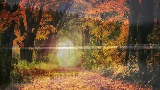 1 Hour Enchanted Forest Music | Nature Sounds | Positive Vibes