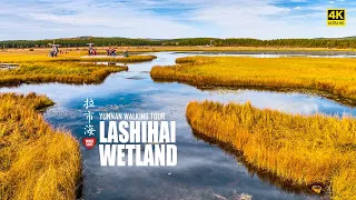 Walk In Yunnan's Lashihai Wetland | China's Famous Bird Paradise | 4K HDR | 云南丽江 | 拉市海