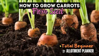 How to grow Carrots from Seed | Total beginner to Advanced