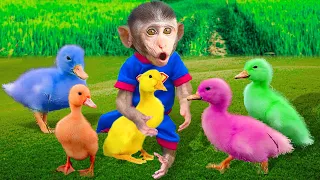 Monkey Bon Bon pineapple harvest and rescue colorful ducks