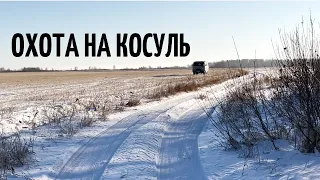 Охота на косуль