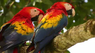 Costa Rican Scarlet Macaws, Before My Good Camera Quit Working