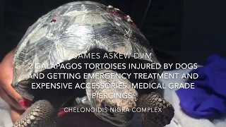 2 GALÁPAGOS TORTOISES INJURED BY DOGS GETTING EMERGENCY TREATMENT AND EXPENSIVE ACCESSORIES