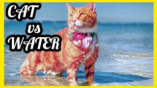 Кошка против воды - Кошки плавают - Кошки ненавидят воду - Смешные кошки в воде сборник