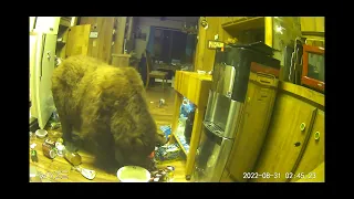 Bear Helps Himself to the Kitchen || ViralHog