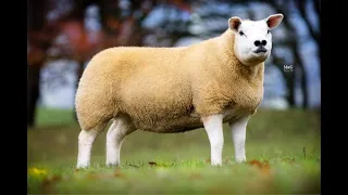 Texel Koyunu Özellikleri / TEXEL SHEEP / ETÇİ KOYUN IRKLARI / SHEEP BREEDS