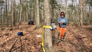 Taking Dangerous Branch Down!  Portable Winch vs More Power Puller vs Kawasaki Mule. @warrenthompson