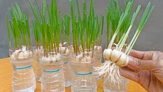 Breeding method so that garlic can be quickly harvested using only recycled plastic bottles