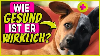 10 Dinge, die du für deinen Hund sofort ändern musst 🔥🐶