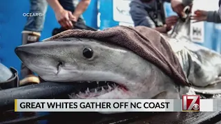 Great white sharks gathering off NC coast