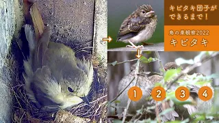 Cute Kawaii 5 chicks!! From incubation to fledging of Japanese Narcissus flycatcher (2022)