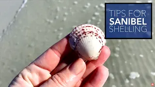 Best Tips for Shelling on Sanibel Island