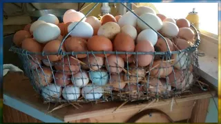 Birds on the Move: Mobile Housing for Poultry on Pasture