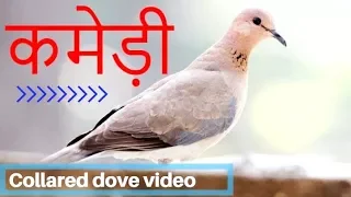 collared dove Video | फाख्ता |  sangopang