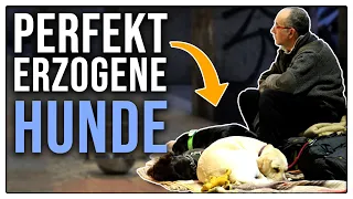 Verborgener Hundeprofi? - Deswegen hören Hunde von Obdachlosen perfekt!