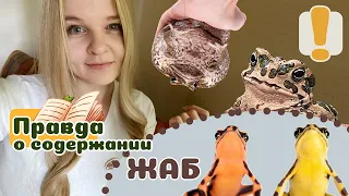 20 вещей которые нужно знать о ЖАБКЕ, если хочется такого питомца!