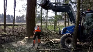 Cutting down a broken tree with a chainsaw Stihl MS 460, New Holland tractor