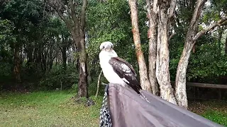 Kookaburra in Slow Motion || ViralHog